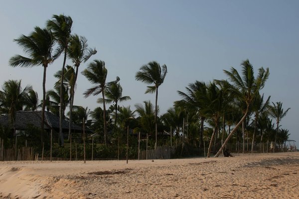 Comment participer à des cérémonies de thé traditionnelles au Japon sans frais?